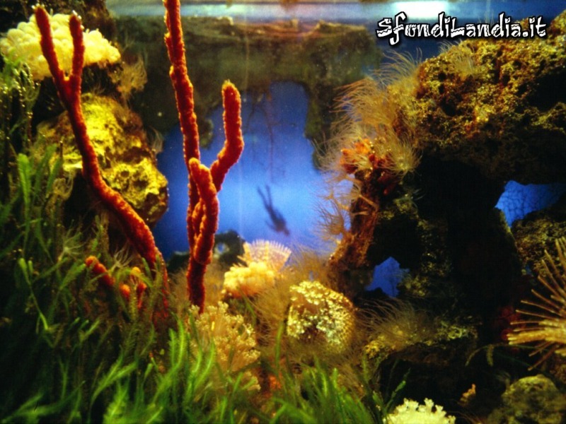Acquario marino