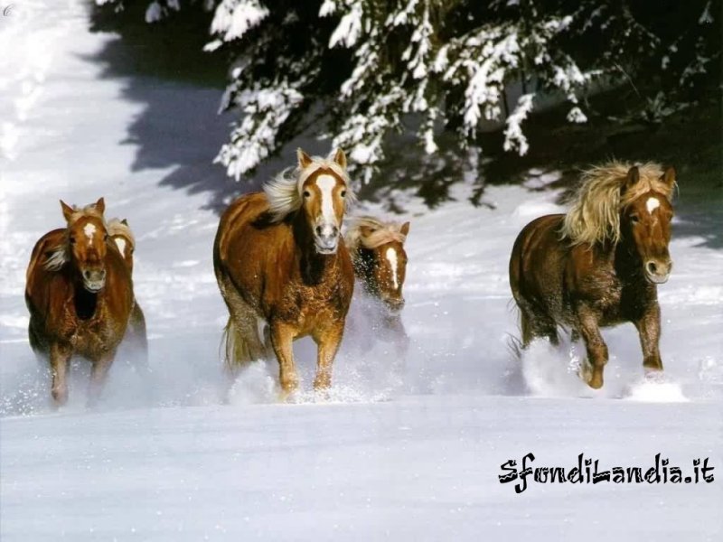 Cavalli e neve