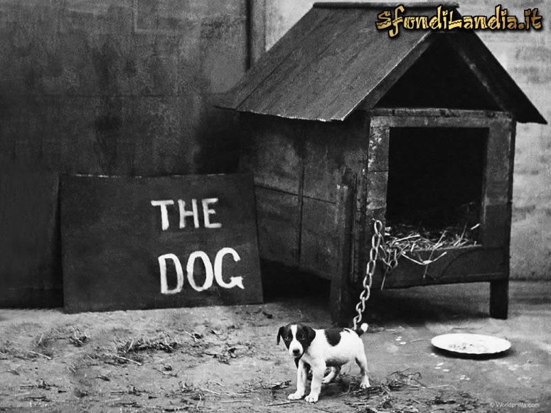 Attenti al cane