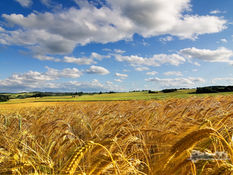 Summer Field