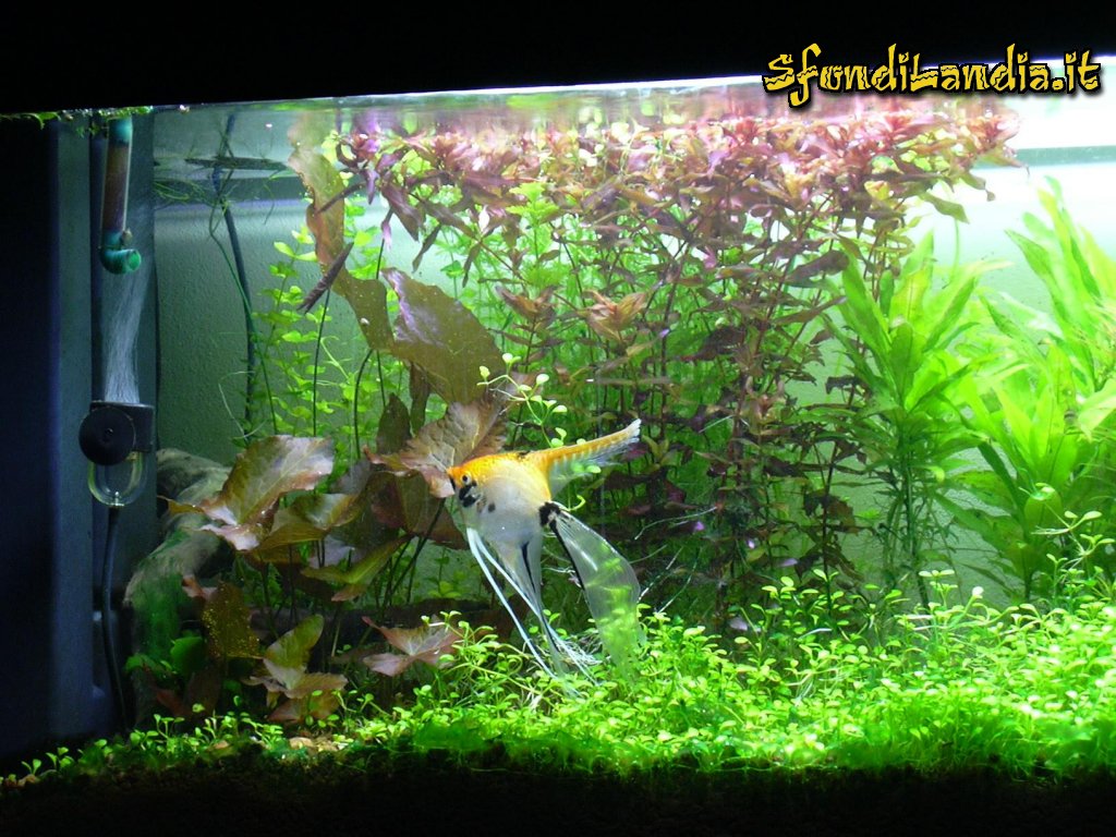 Acquario pesci