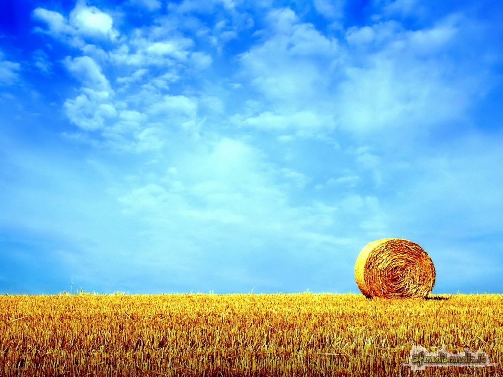 Il grano e il cielo