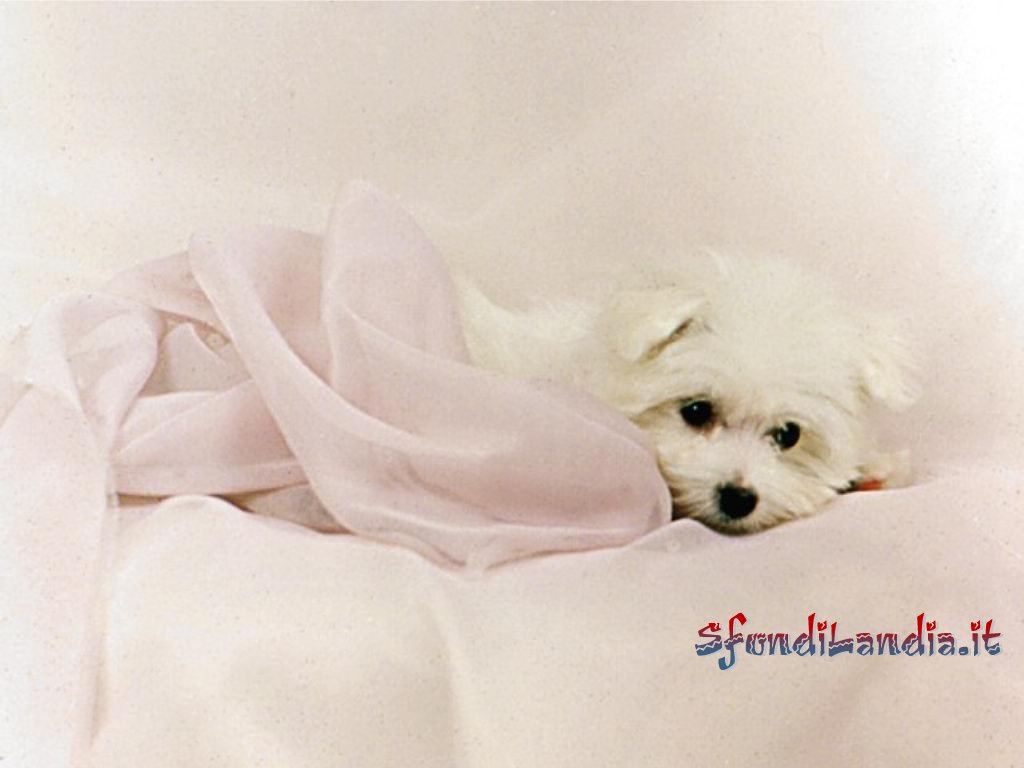 Cuccioli08.jpg