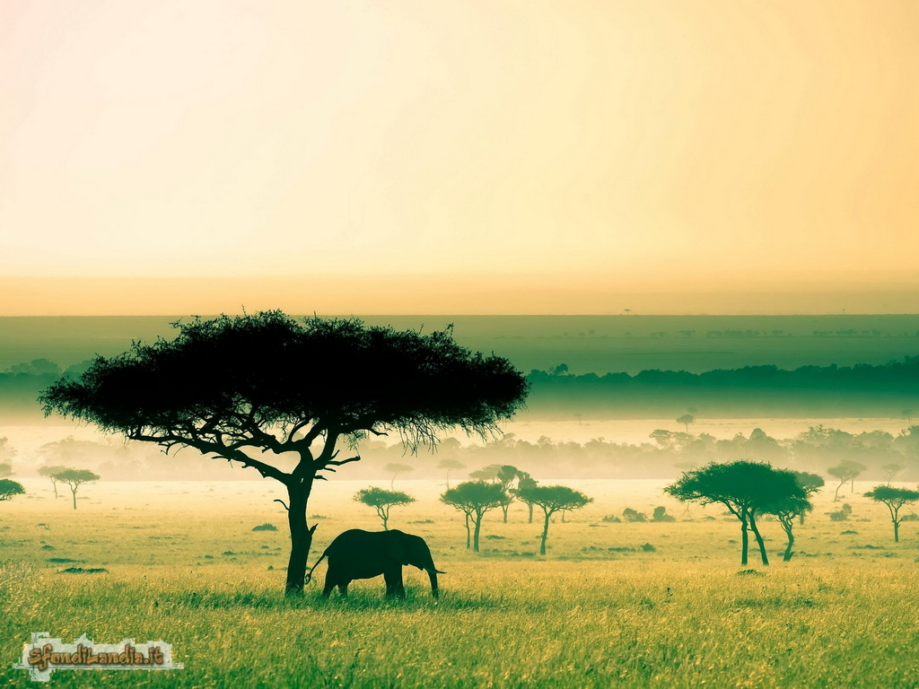 Masai Mara Kenya
