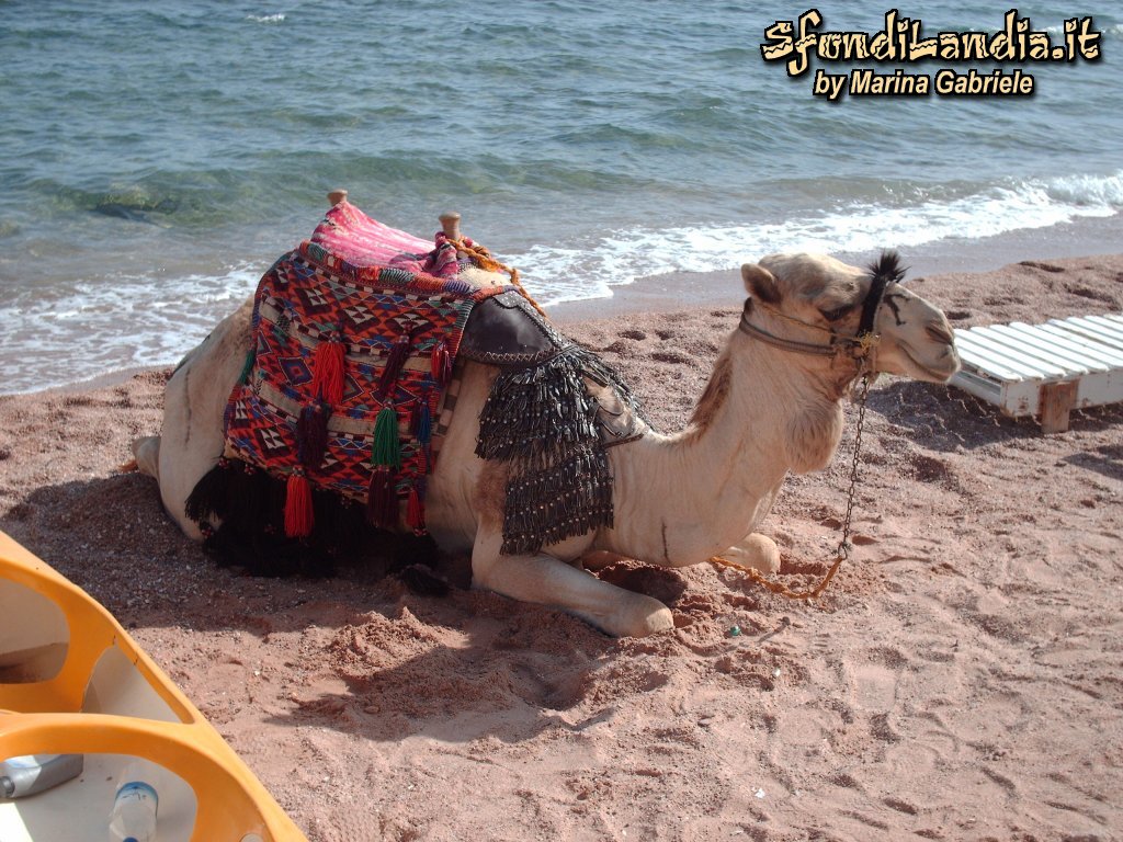 Cammello a Sharm