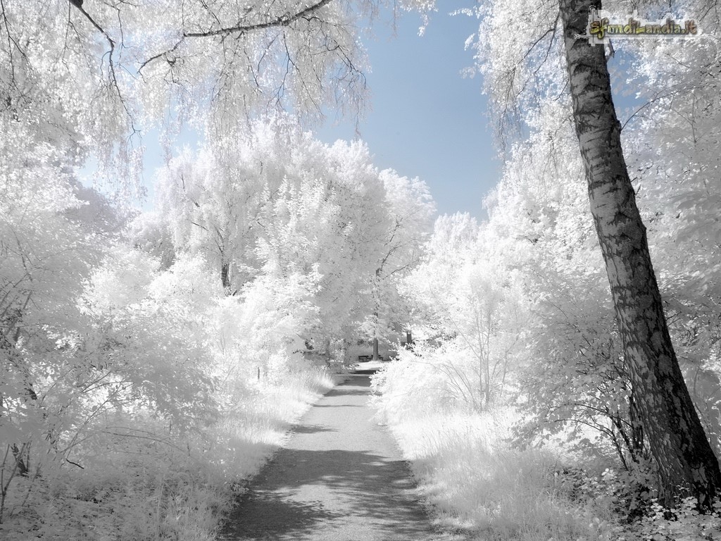 Winter Landscape