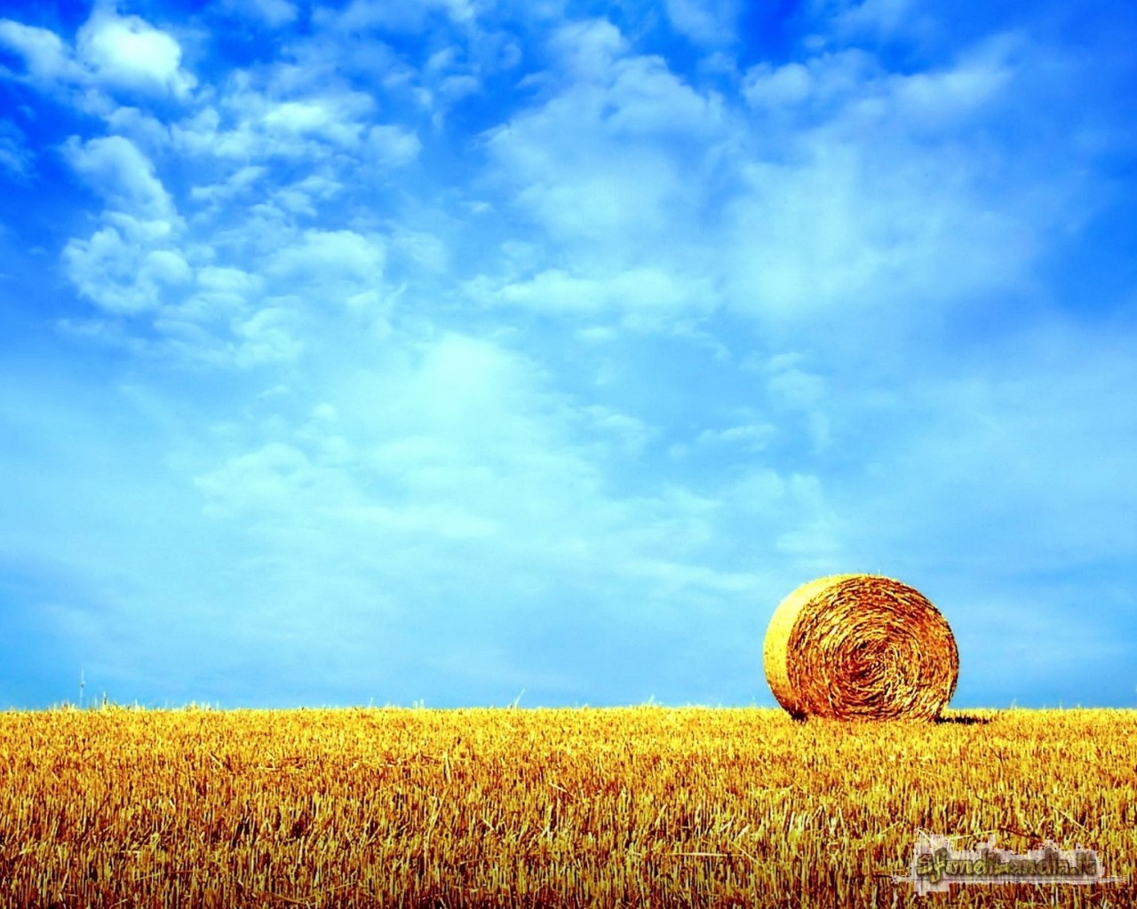 Il grano e il cielo