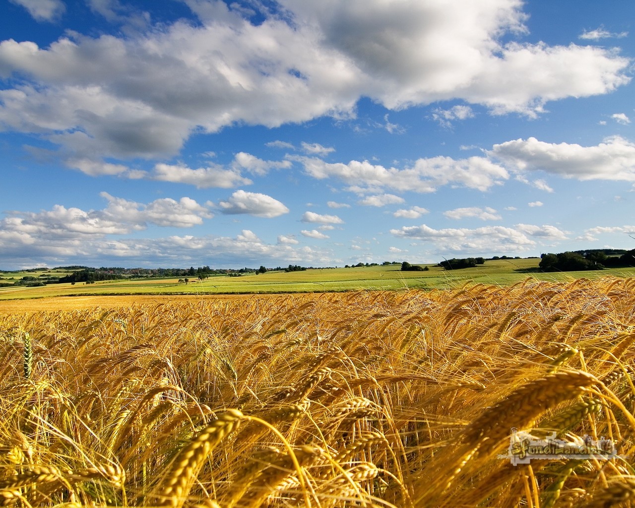 Summer Field