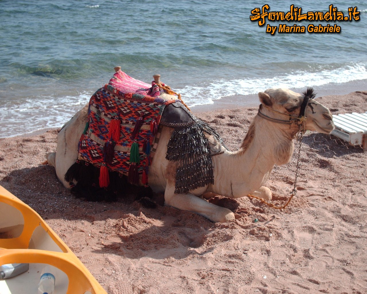 Cammello a Sharm