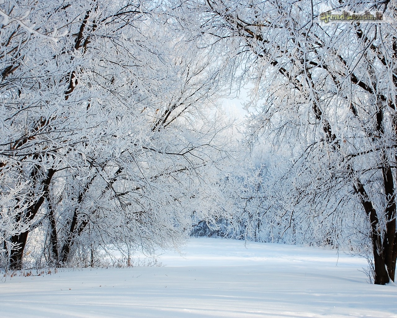 White Trees