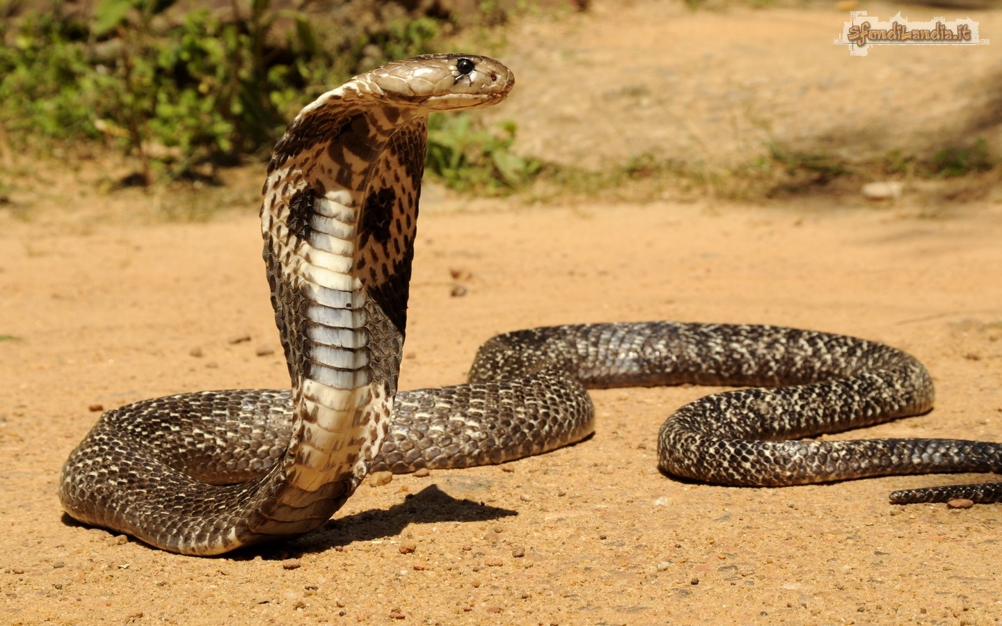 Cobra vigile