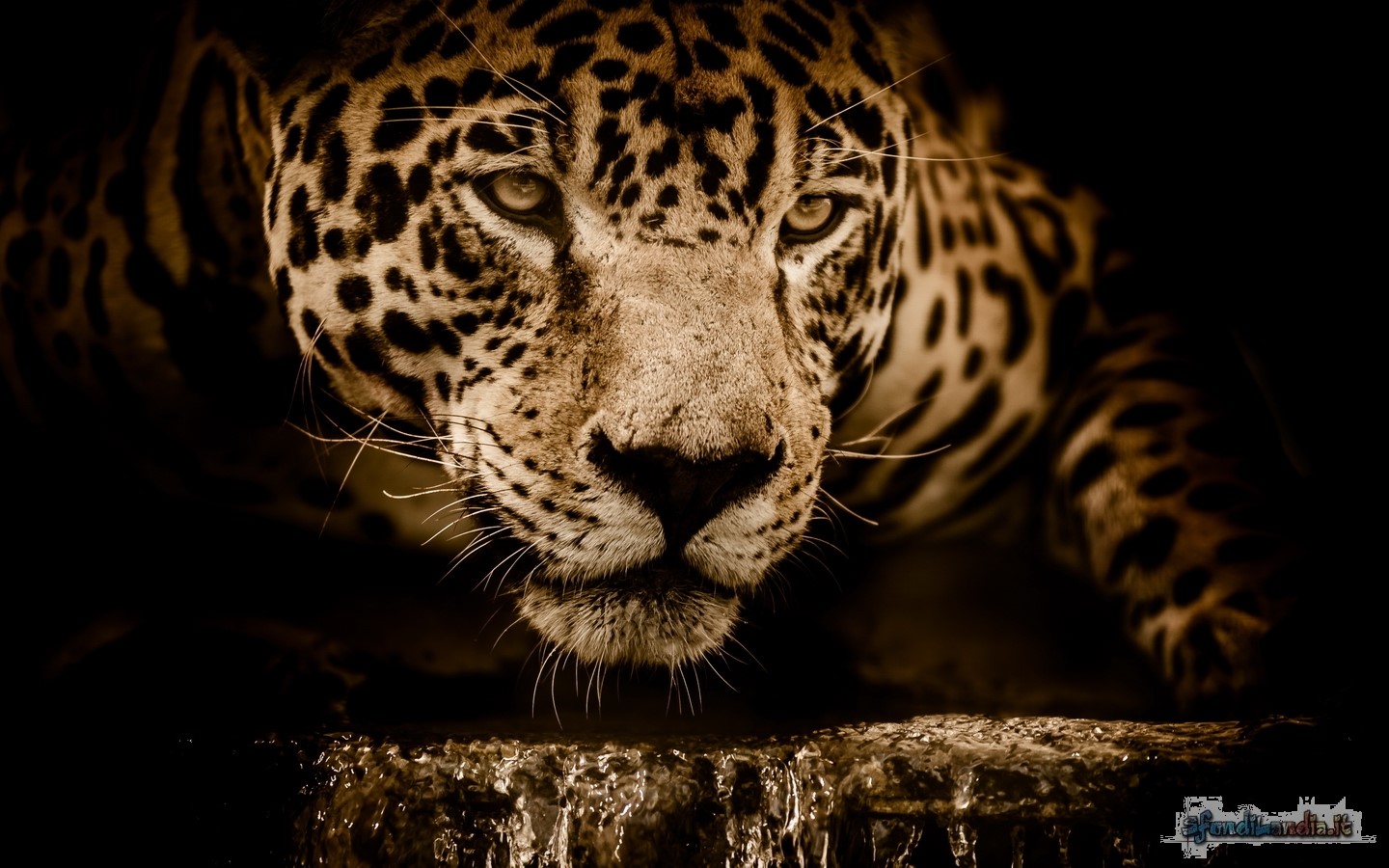 Jaguar
Jaguar Eyes