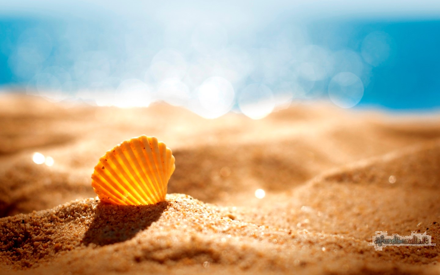 Shell On Beach