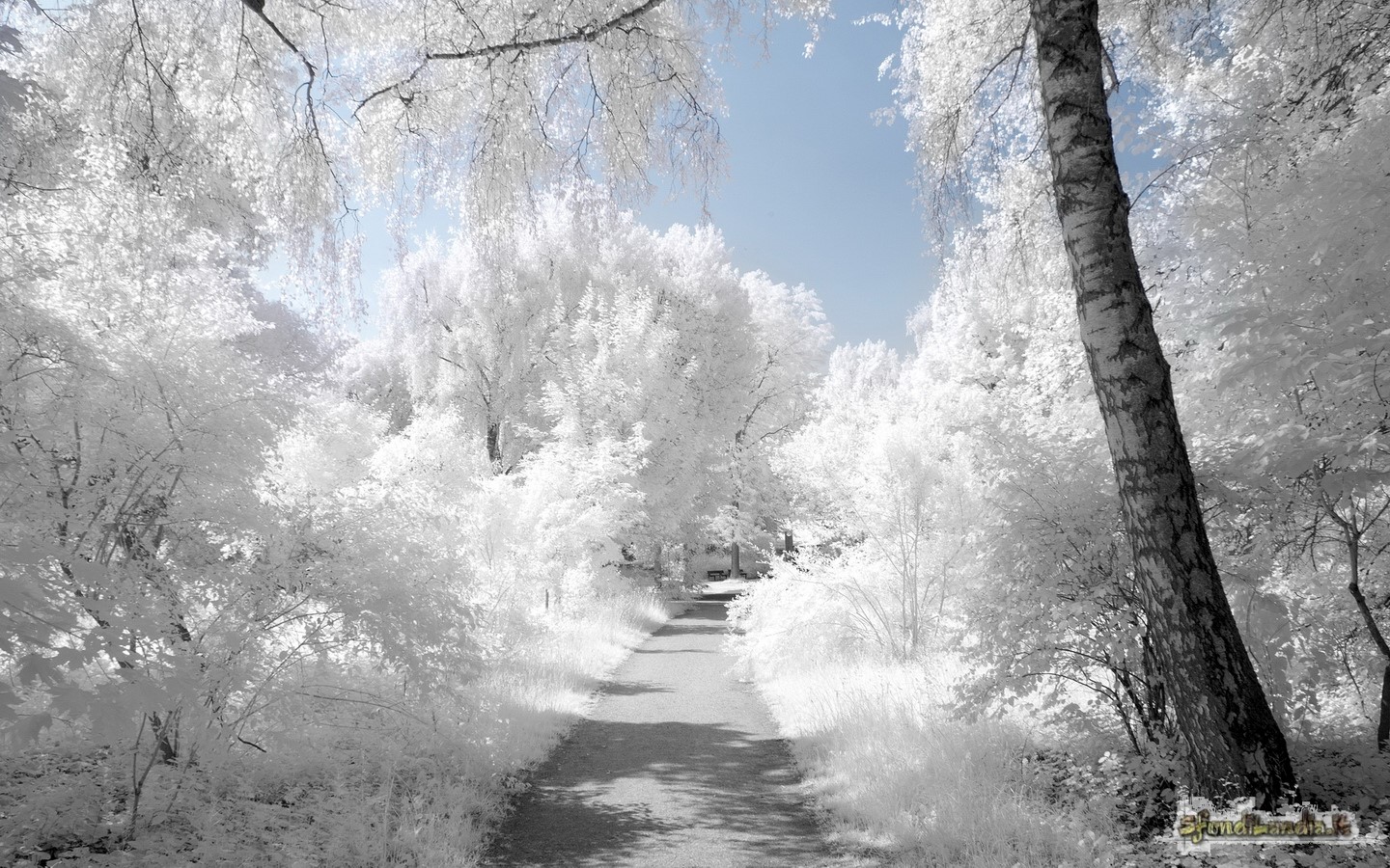 Winter Landscape
