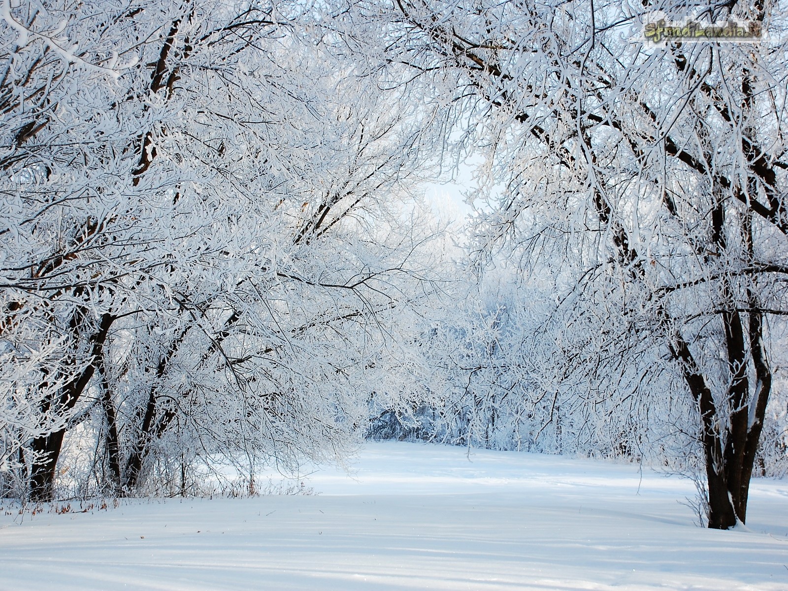 White Trees