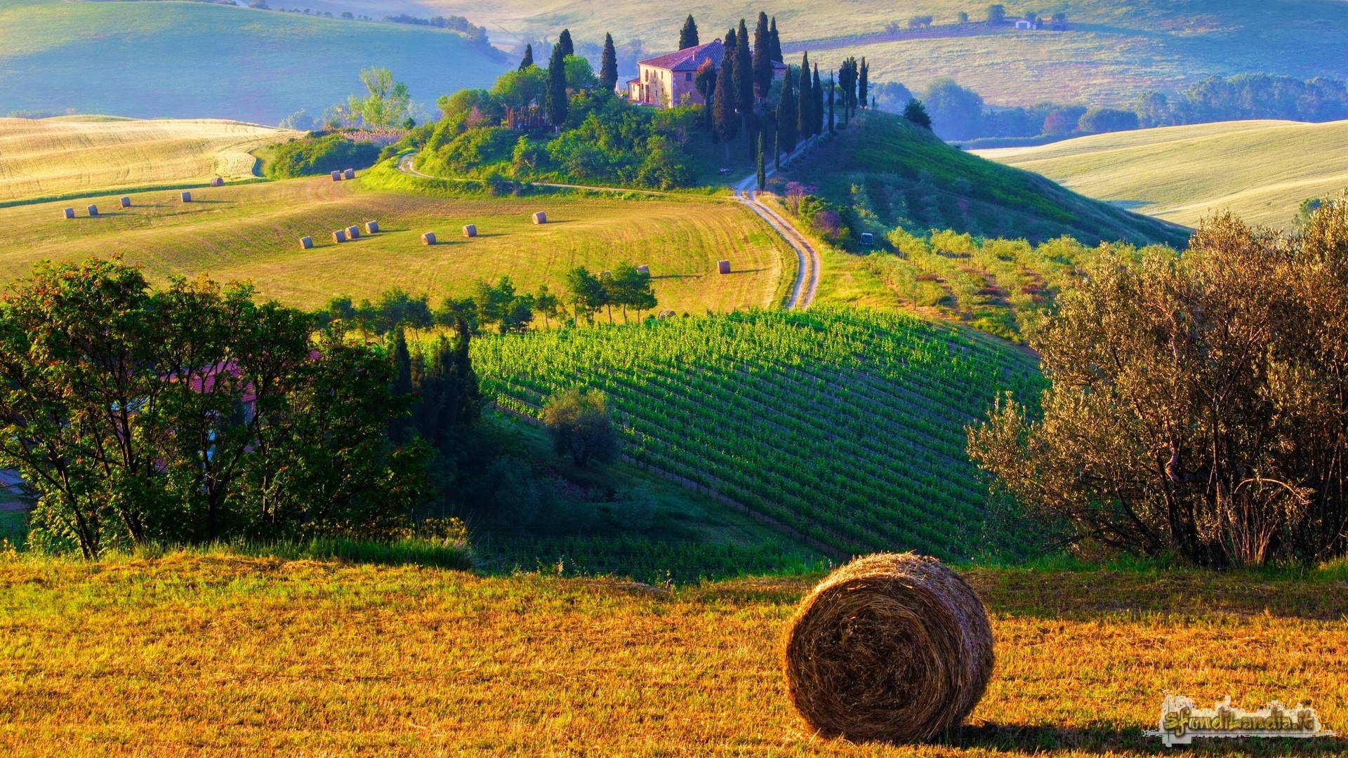 Collina Toscana
