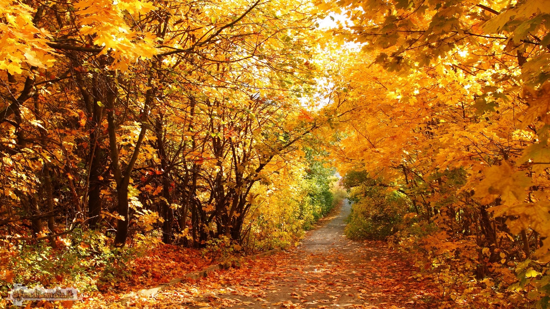 Sfondo gratis di autunno colorato per for Foto autunno per desktop gratis