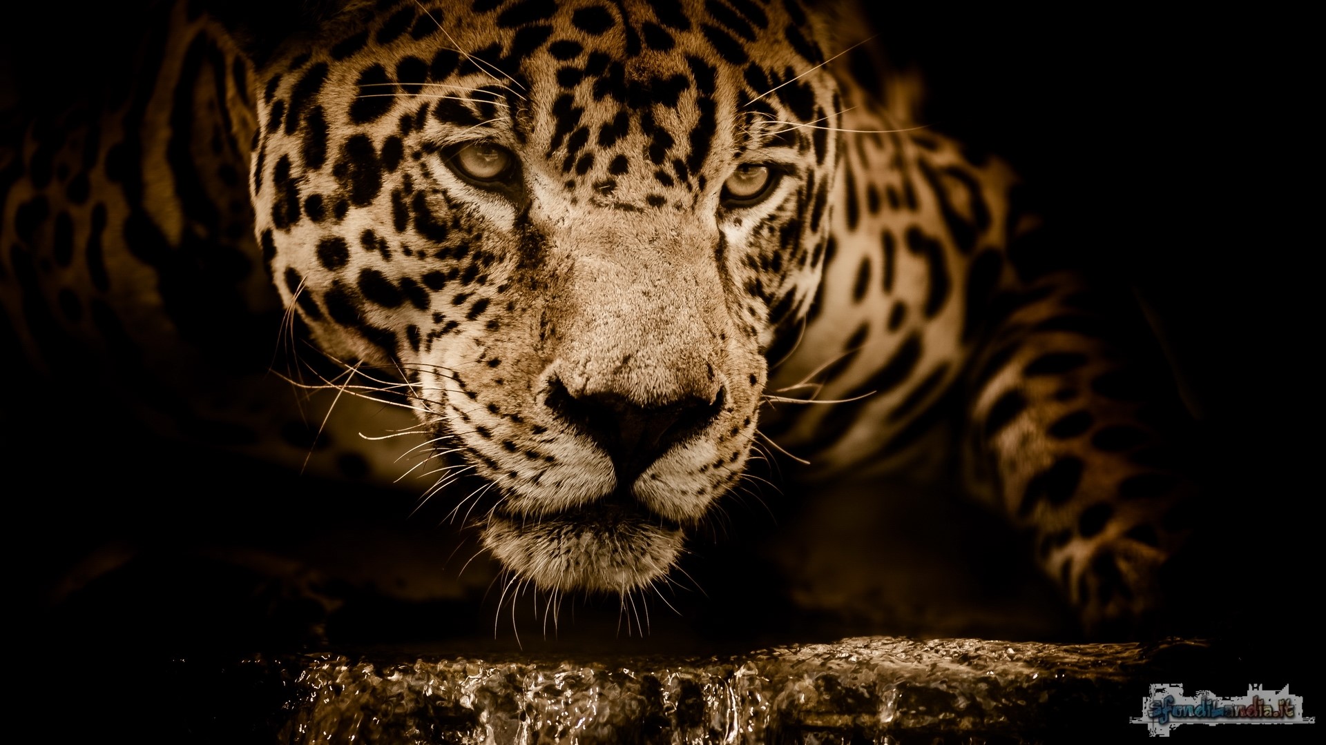 Jaguar
Jaguar Eyes