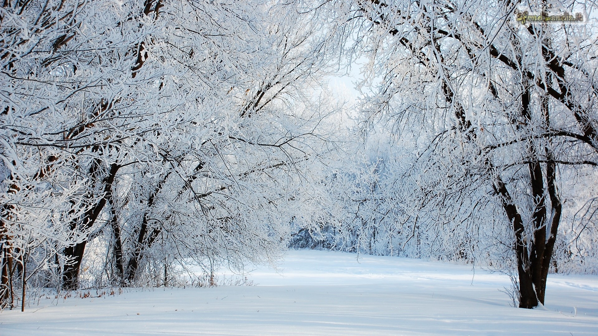 White Trees