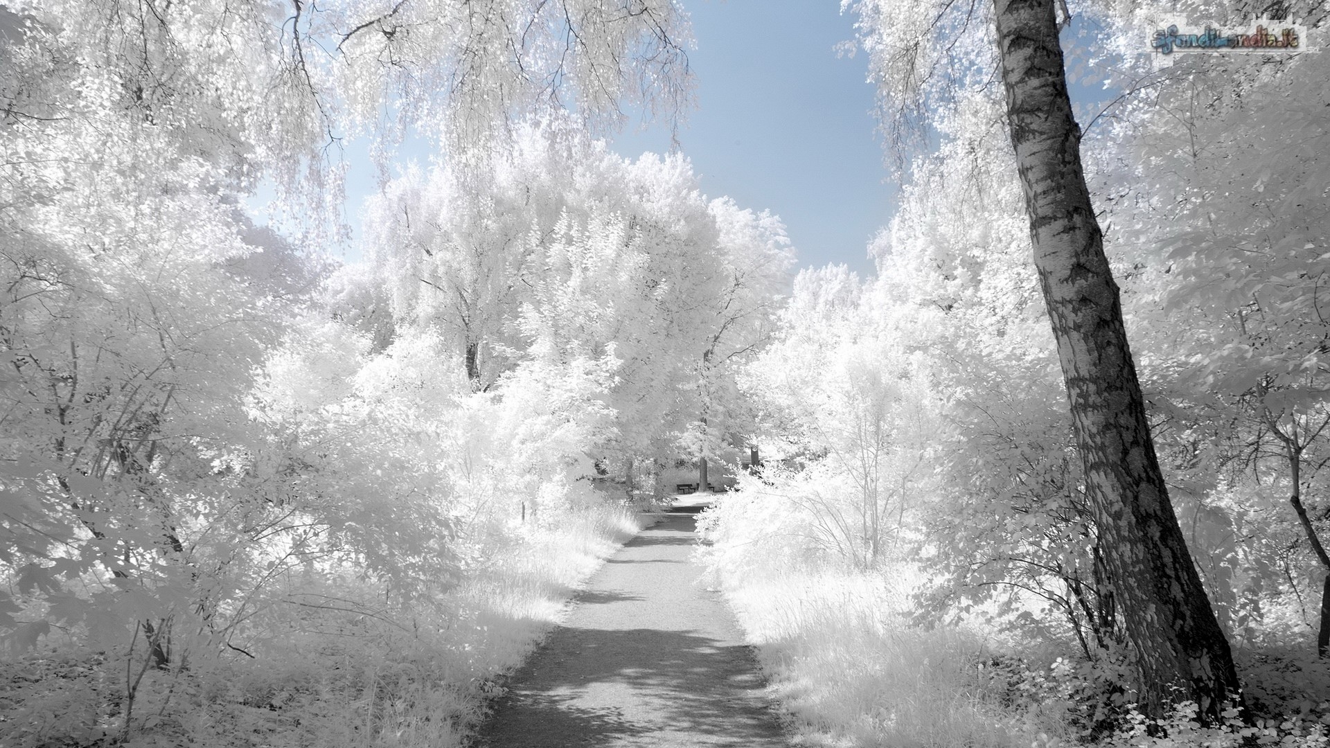 Winter Landscape
