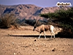 Addax