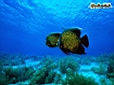 Angelfish