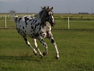 Appaloosa in corsa