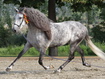 Appaloosa