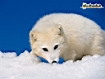 Sfondo: Arctic Fox