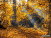 Autumn Forest