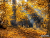 Sfondo: Autumn Forest