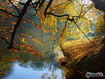 Sfondo: Autumn River