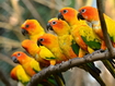 Beautiful Parrots