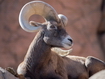 Sfondo: Bighorn in its habitat