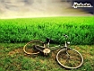 Bike And Field