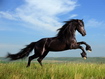 Black Horse