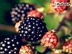 Sfondo: Blackberry Fruit