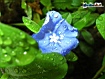 Blu Flower