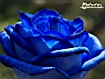 Blue Rose