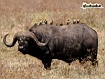 Bufalo Africano