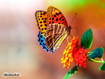 Butterfly And Flower