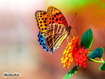 Sfondo: Butterfly And Flower