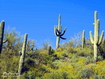 Cactus And Sky