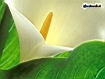 Sfondo: Calla Lily