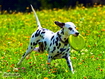 Dalmata