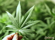 Sfondo: Cannabis Plant