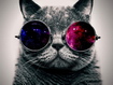 Sfondo: Cat Cool