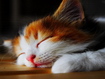 Cat Sleeping