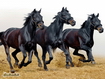 Cavalli neri