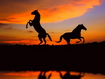 Cavalli al tramonto